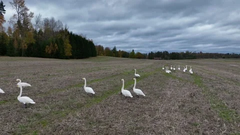 Flock of Mute Swans Walking on Plowed Field in Winter. Stock Footage 254889362