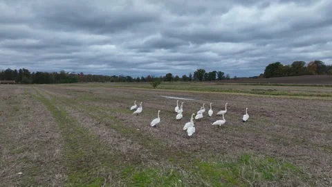 Flock of Mute Swans Walking on Plowed Field in Winter. Stock Footage 258817819