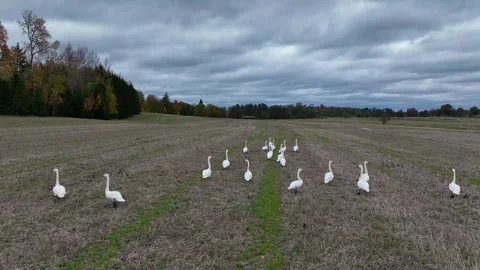 Flock of Mute Swans Walking on Plowed Field in Winter. Stock Footage 259295405