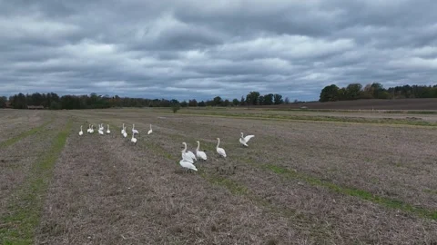 Flock of Mute Swans Walking on Plowed Field in Winter. Stock Footage 260112445