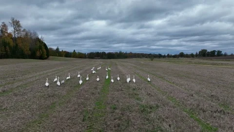 Flock of Mute Swans Walking on Plowed Field in Winter. Stock Footage 264875577