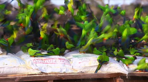 A flock of Nanday Parakeets Stock Footage 44802594