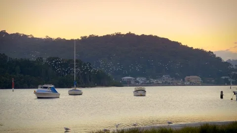 Flock of native Corellas fly over water at sunrise Stock Footage 112031286
