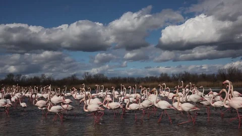 Flock of nice pink big bird Greater Flamingo, Phoenicopterus ruber. Stock Footage 88180136