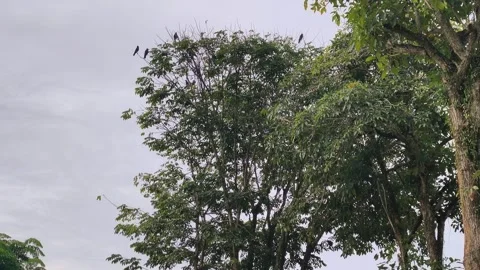 Flock of Noisy Crows Flying and Roosting on Tree Branches at Dusk Video stock 339687644