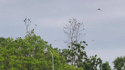 Flock of Noisy Crows Flying and Roosting on Tree Branches at Dusk Stock Footage 339833690