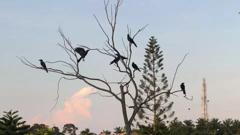 Flock of Noisy Crows Flying and Roosting on Tree Branches at Dusk Stock Footage 339833706