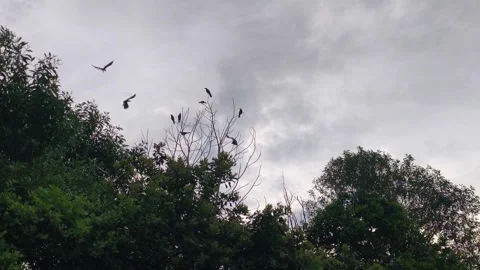 Flock of Noisy Crows Flying and Roosting on Tree Branches at Dusk Stock Footage 339833924