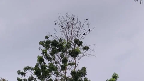 Flock of Noisy Crows Flying and Roosting on Tree Branches at Dusk Stock Footage 339834105