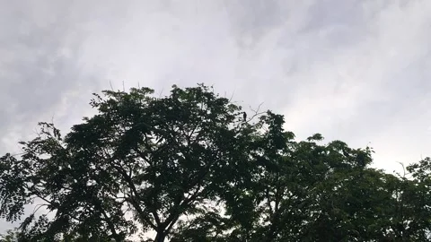 Flock of Noisy Crows Flying and Roosting on Tree Branches at Dusk 스톡 동영상 339834164