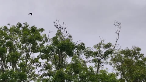 Flock of Noisy Crows Flying and Roosting on Tree Branches at Dusk Stock Footage 339834317
