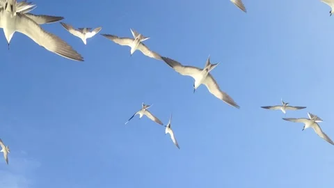 Flock of Noisy Sooty Terns Flying Overhead Blue Sky Closeup Bird Seychelles Stock Footage 232269716