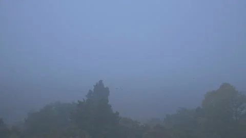 Flock o crows birds on the sky in the city town,wide shoot establishment Stock Footage 142995299