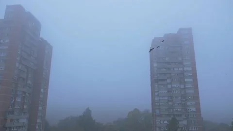 Flock o crows birds on the sky in the city town,wide shoot establishment Stock Footage 142995371