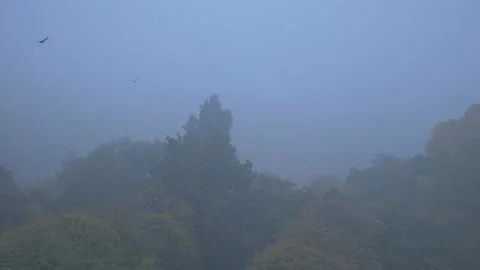 Flock o crows birds on the sky in the city town,wide shoot establishment Stock Footage 142995539
