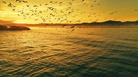 Flock, Ocean, Sunset, Golden Hour Stock Footage 329284158