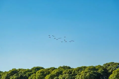 Flock or group of ducks flying towards the horizon with a blue sky and some t Stock Photos