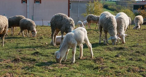 Flock or herd of Sheep and lambs grazing in meadow, eating grass at rural area Stock Footage 107861063