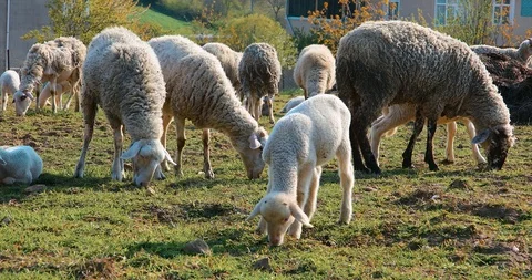 Flock or herd of Sheep and lambs grazing in meadow, eating grass at rural area Stock Footage 107861201