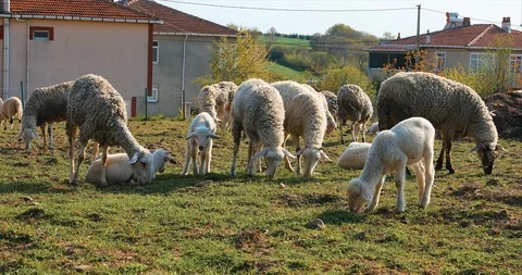 Flock or herd of Sheep and lambs grazing in meadow, eating grass at rural area Stock Footage 107861542