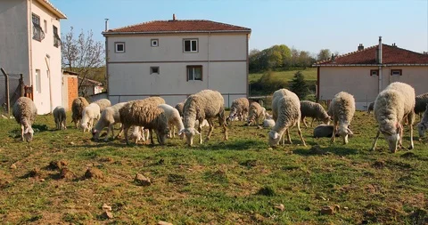 Flock or herd of Sheep and lambs grazing in meadow, eating grass at rural area Stock Footage 107861629
