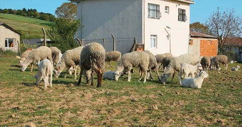Flock or herd of Sheep and lambs grazing in meadow, eating grass at rural area Stock Footage 107862025