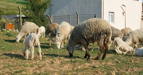 Flock or herd of Sheep and lambs grazing in meadow, eating grass at rural area Stock Footage 107862176