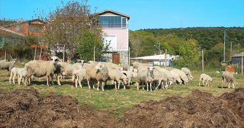 Flock or herd of Sheep and lambs grazing in meadow, eating grass at rural area Stock Footage 107862836