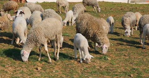 Flock or herd of Sheep and lambs grazing in meadow, eating grass at rural area Stock Footage 107862839