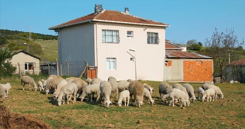 Flock or herd of Sheep and lambs grazing in meadow, eating grass at rural area Stock Footage 107863253