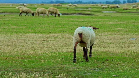 Flock or herd of sheep and lambs grazing in meadow and eating grass Stock Footage 303661679