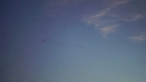 A flock or school of migratory birds flies under a blue clear sky, over the sea Stock Footage 148337019