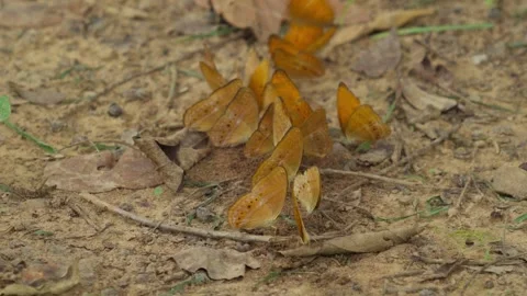 A flock of orange butterflies eats minerals on the ground Stock Footage 277927393