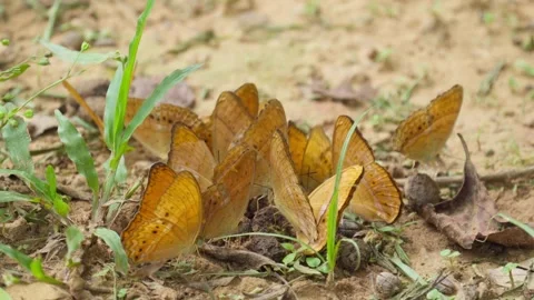 A flock of orange butterflies eats minerals on the ground Stock Footage 277927394