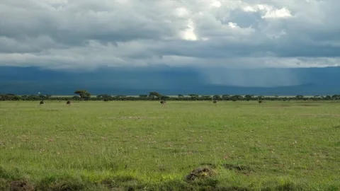 Flock of ostrich Stock Footage 133098408