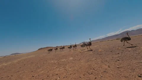 A Flock of Ostriches Crosses the Area Stock Footage 295027129
