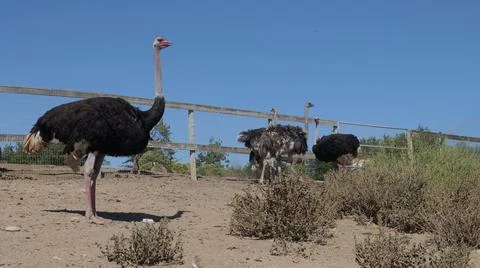 Flock of ostriches Stock Photos