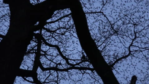 Flock of over trees starlings flying in the evening light England UK 4K Stock Footage 147990419
