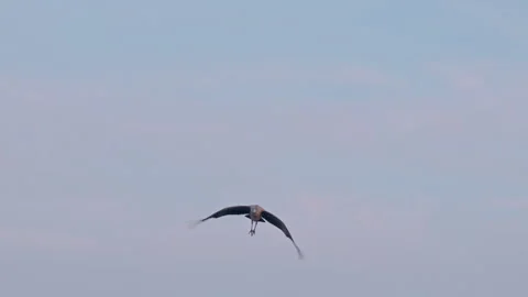 Flock of painted storks flying in the sky. Stock Footage 306204695