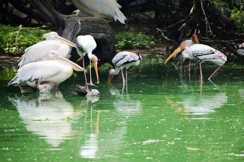 Flock of Painted storks Foto stock