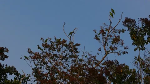 A flock of parakeets flying high in the trees at sunset Stock Footage 149114119