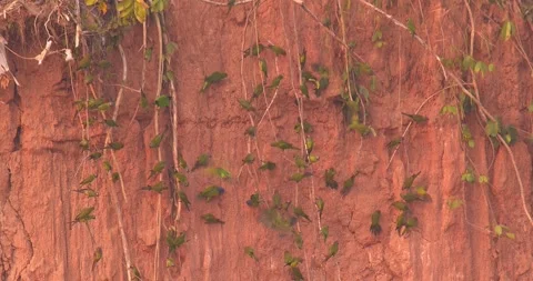 Flock of parakeets perch and fly against a clay lick in Tambopata Peru Stock Footage 325494796