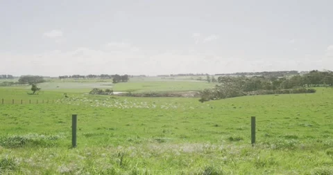 Flock Of Parrot Fly Over The Farm Stock Footage 330531818