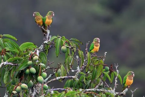 Flock of parrot perched on a mango tree Stock Photos