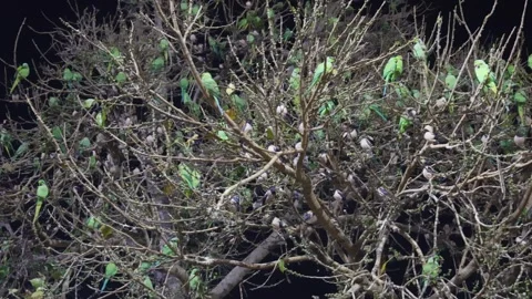 Flock of parrot sitting at tree at evening Stock Footage 278305576