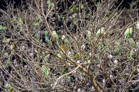 Flock of parrot sitting at tree at evening Foto stock