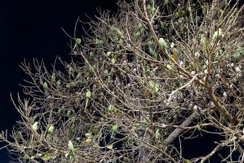Flock of parrot sitting at tree at evening Stock Photos