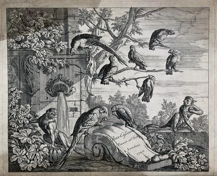 A flock of parrots and two monkeys gathered round a fountain in a classical.. Illustrazione stock