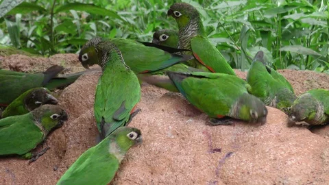 A flock of parrots exploring the Amazonian jungle in search of essential ground 動画素材 128445135