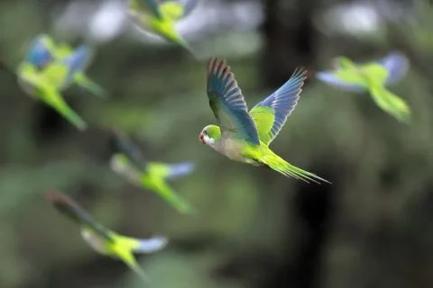 Flock of parrots in flight 스톡 사진